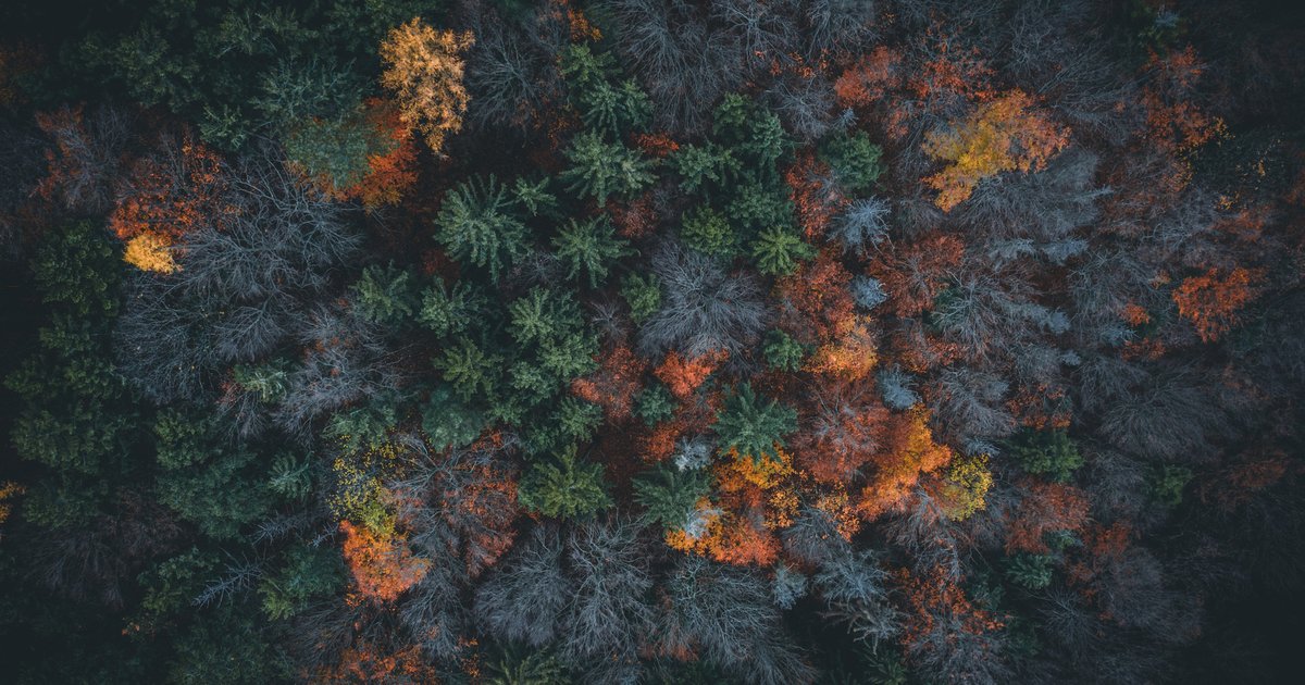 秋の紅葉に色づく森を上空から撮影した空撮写真
